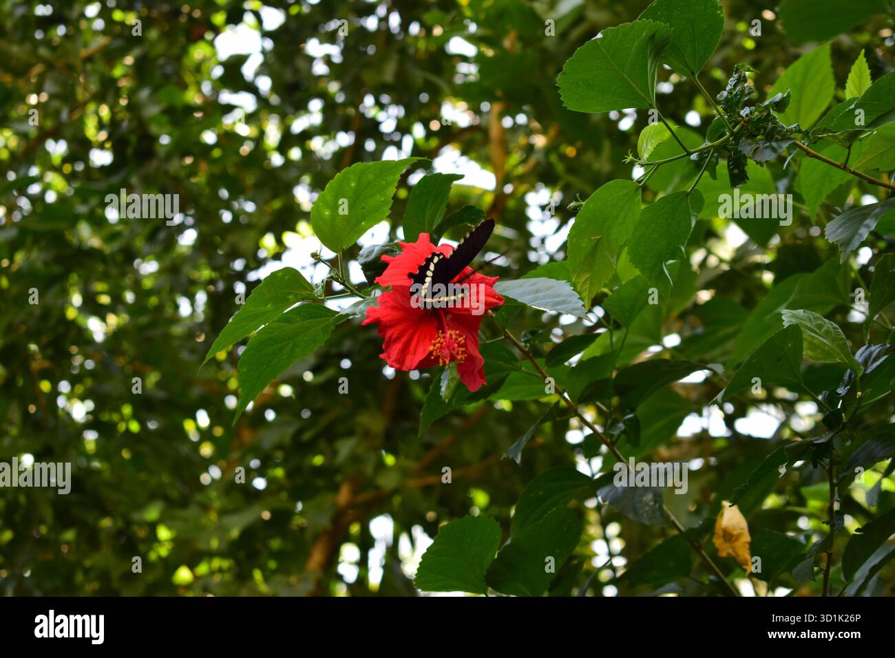 Hibiscus avec papillon - Une harmonie de couleur et de beauté de la nature Banque D'Images