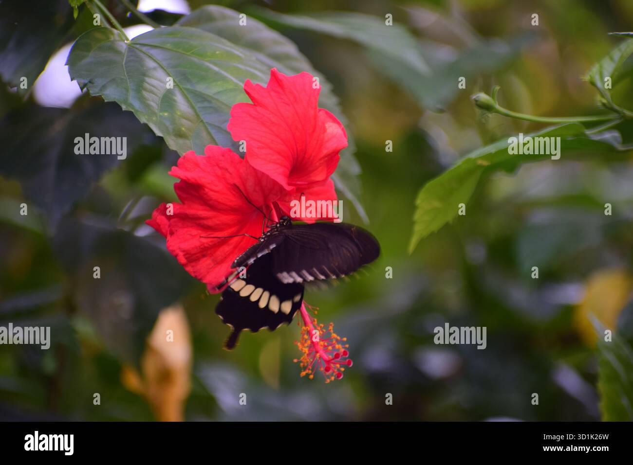 Hibiscus avec papillon - Une harmonie de couleur et de beauté de la nature Banque D'Images
