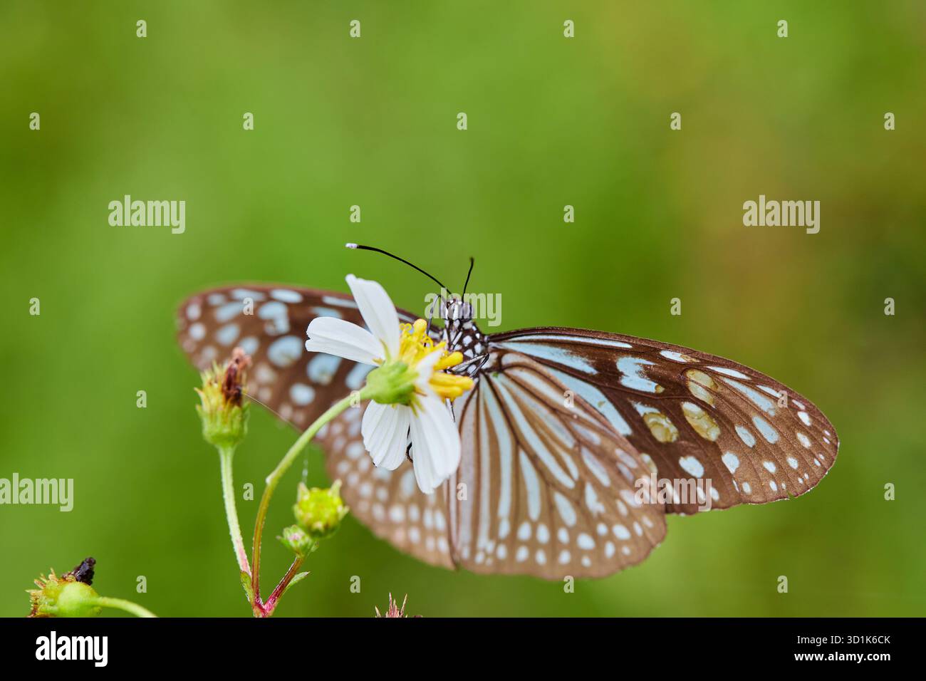 Vue rapprochée du papillon perché sur la fleur Banque D'Images