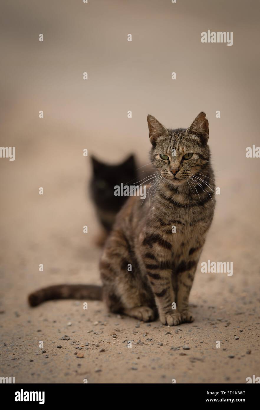 Une paire de chats de ferme en liberté assis sur une piste de terre et regardant autour. Norfolk. ROYAUME-UNI Banque D'Images