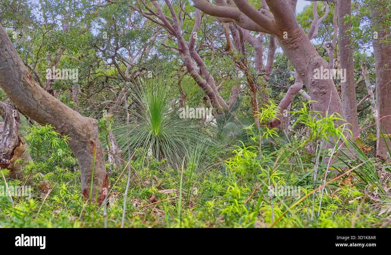 Forêt côtière sèche avec des arbres angophora costata écorcés lisses et un sous-étage de grasstree & cycads Bouddi National Park, Nouvelle-Galles du Sud, Australie Banque D'Images