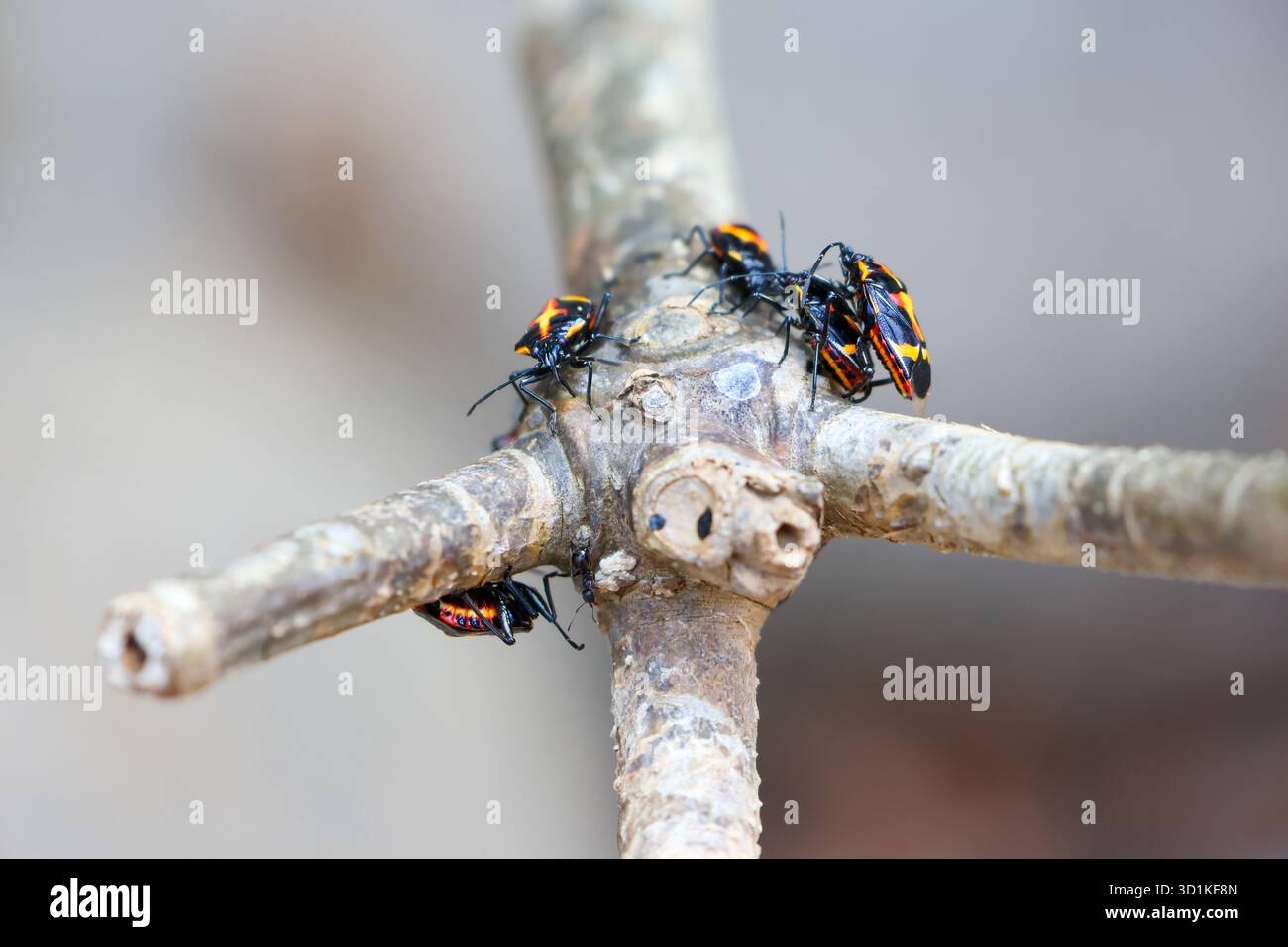 Eocanthecona furcellata est un insecte qui se nourrit de tous les types de vers. Surtout chenilles lorsqu'elles sont relâchées dans le potager ou une garde florale Banque D'Images