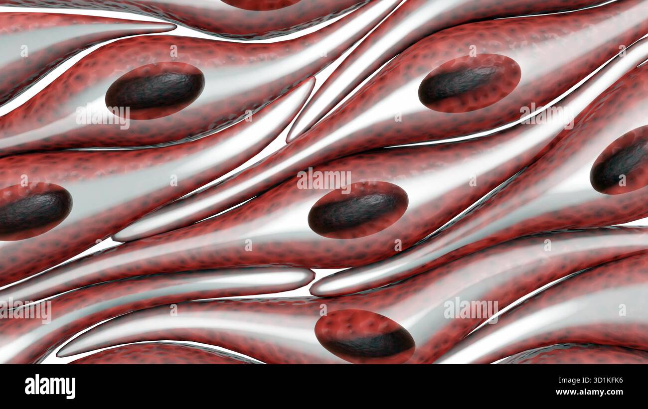 Une illustration 3d des cellules musculaires lisses, arrangement commun dans les couches tissulaires à l'intérieur des parois des organes Banque D'Images