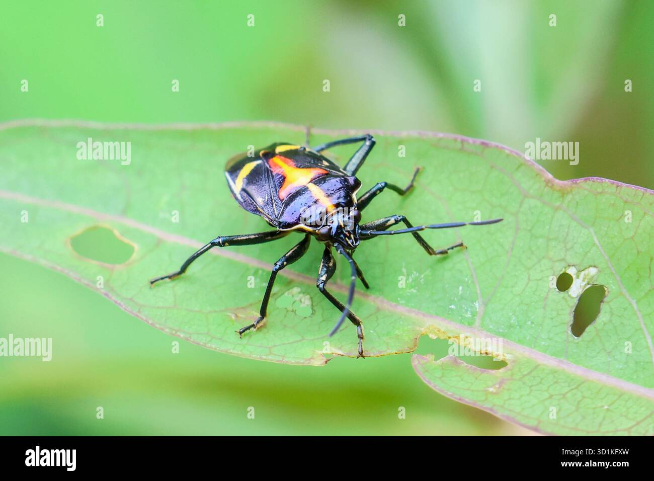 Gros plan Euthyrhynchus floridanus, un insecte jaune-noir sur feuille verte dans la forêt naturelle. Banque D'Images