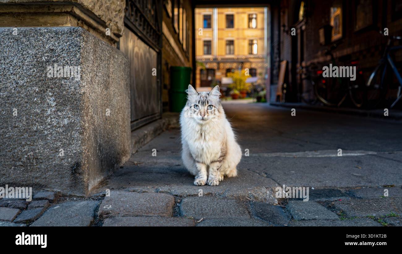 Katze vor dem Gwuni Mopera Hôtel à Leipzig Banque D'Images