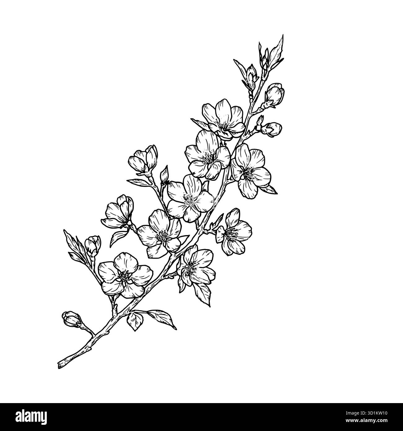 Branche d'arbre à fleurs, croquis noir et blanc. Illustration vectorielle. Fleurs de printemps sur une branche, isolé sur fond blanc. Thème estival floral, sui Illustration de Vecteur