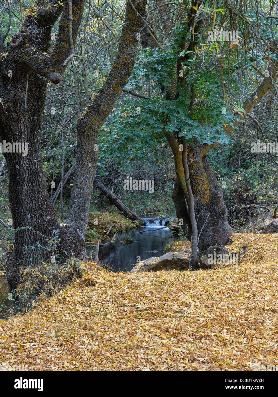 Ruisseau dans la forêt d'automne avec des feuilles jaunes sur le sol dans le parc naturel de la Sierra de Huetor (Grenade, Espagne) Banque D'Images