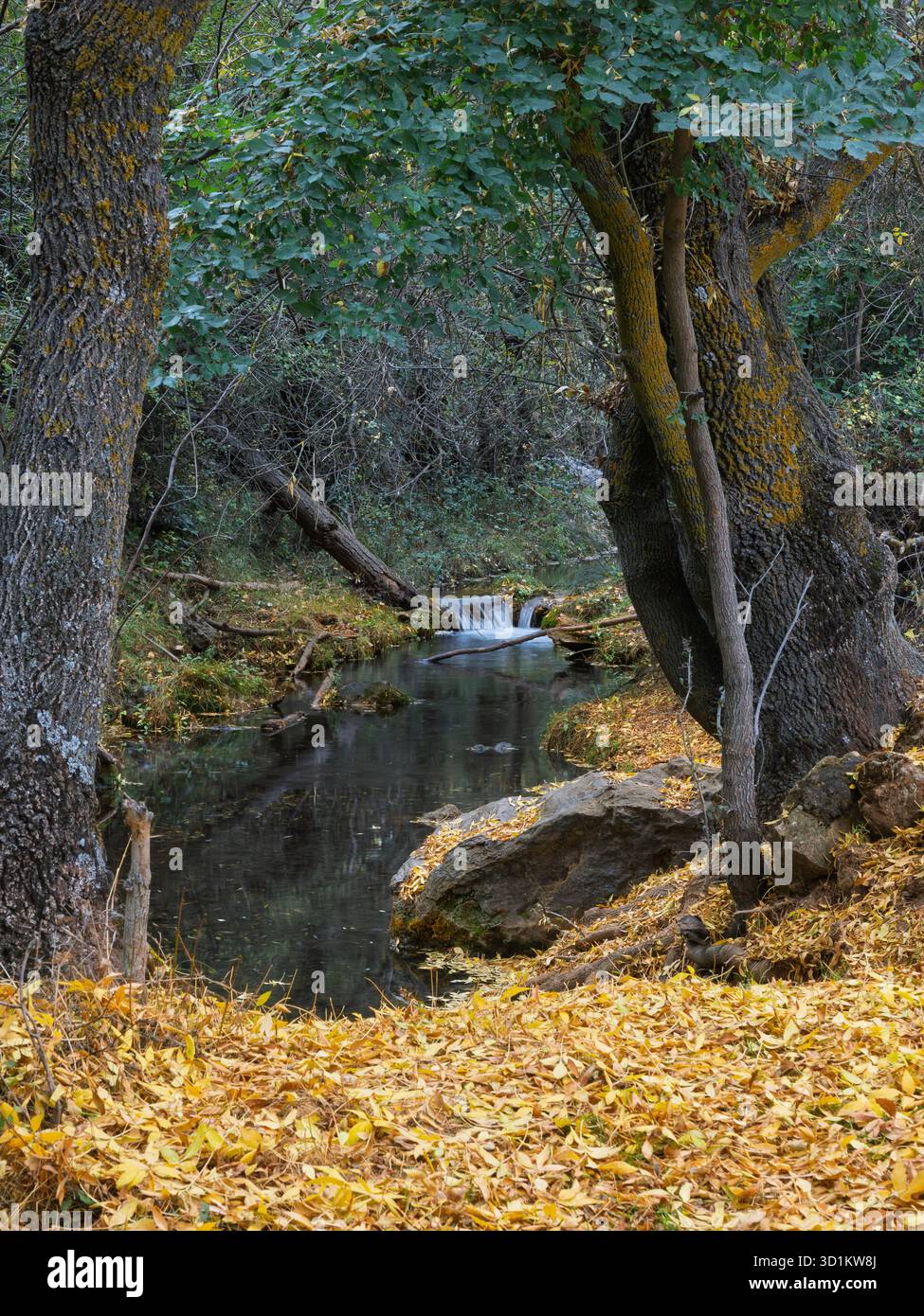 Ruisseau dans la forêt d'automne avec des feuilles jaunes sur le sol dans le parc naturel de la Sierra de Huetor (Grenade, Espagne) Banque D'Images