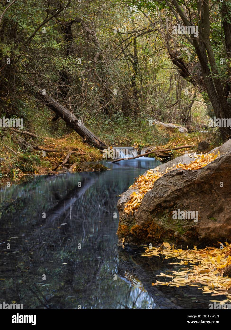 Ruisseau dans la forêt d'automne avec des feuilles jaunes sur le sol dans le parc naturel de la Sierra de Huetor (Grenade, Espagne) Banque D'Images