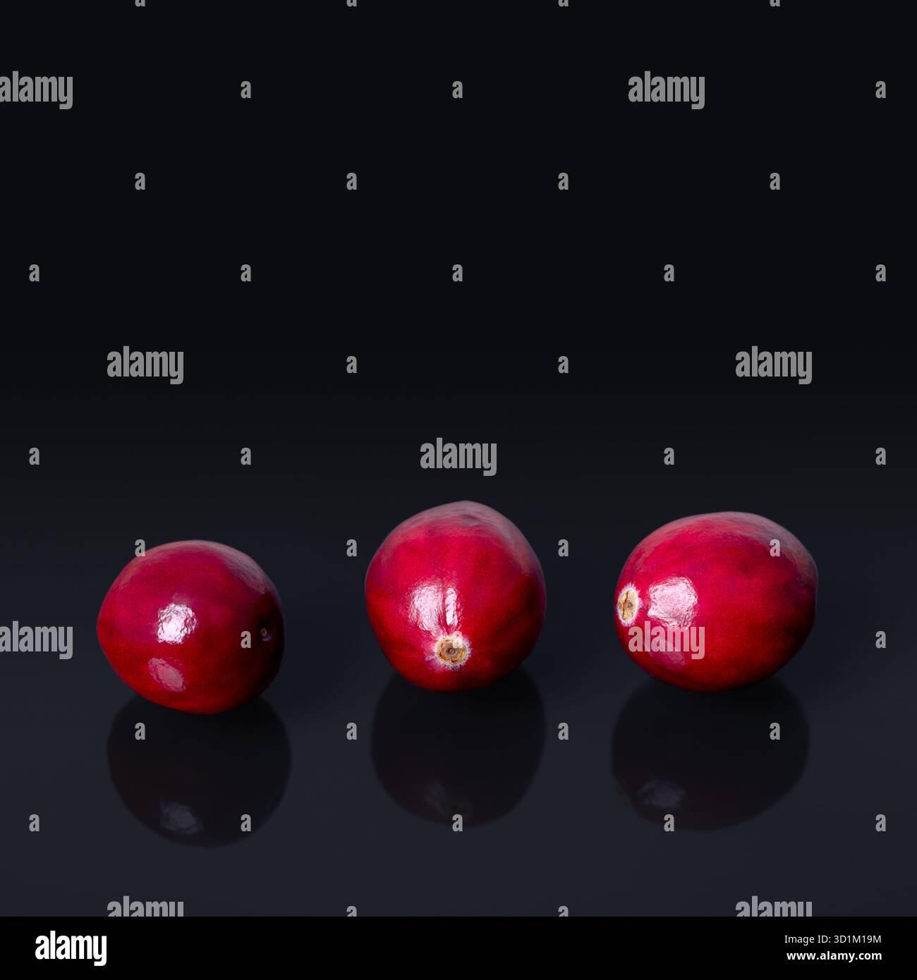 Canneberges dans une rangée, vue de face et gros plan, sur une plaque de verre noir. Frais et mûrs, rouge intense, grosses canneberges, fruits de Vaccinium macrocarpon. Banque D'Images