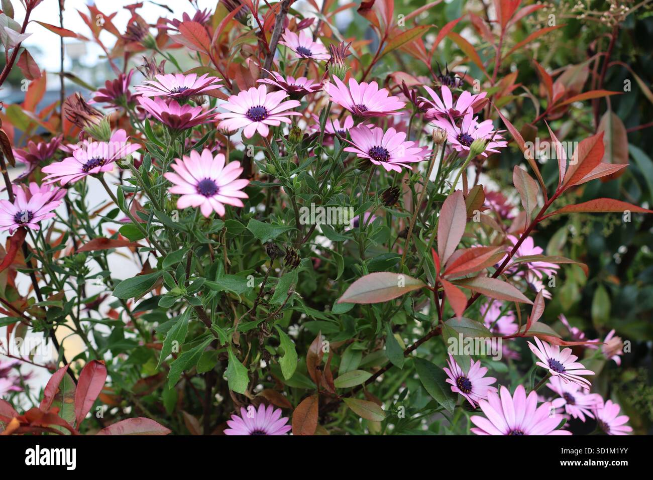 Gros plan de fleurs rose pâle ressemblant à des marguerites avec des centres violets foncés regroupés parmi des feuilles vertes et une nouvelle croissance rougeâtre. Plusieurs floraisons sont pleinement opiques Banque D'Images