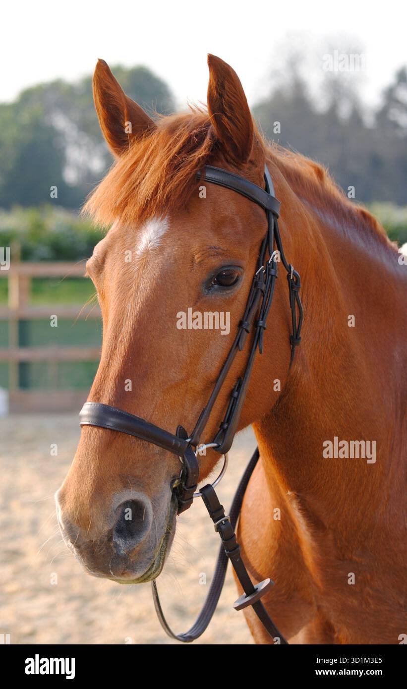 Cheval châtaignier portrait de trois-quarts dans l'arène de sable Banque D'Images