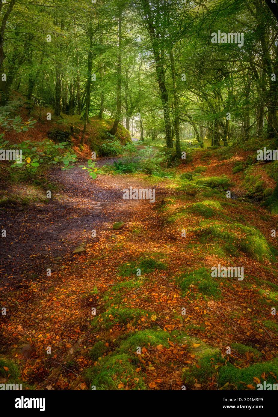 Forêt sur l'île d'Ulva au large de l'île de Mull, en Écosse. Banque D'Images