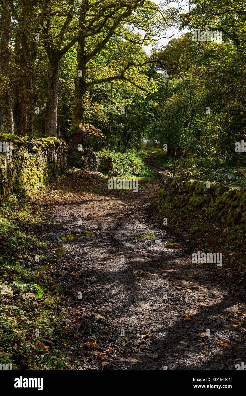 Forêt sur l'île d'Ulva au large de l'île de Mull, en Écosse. Banque D'Images