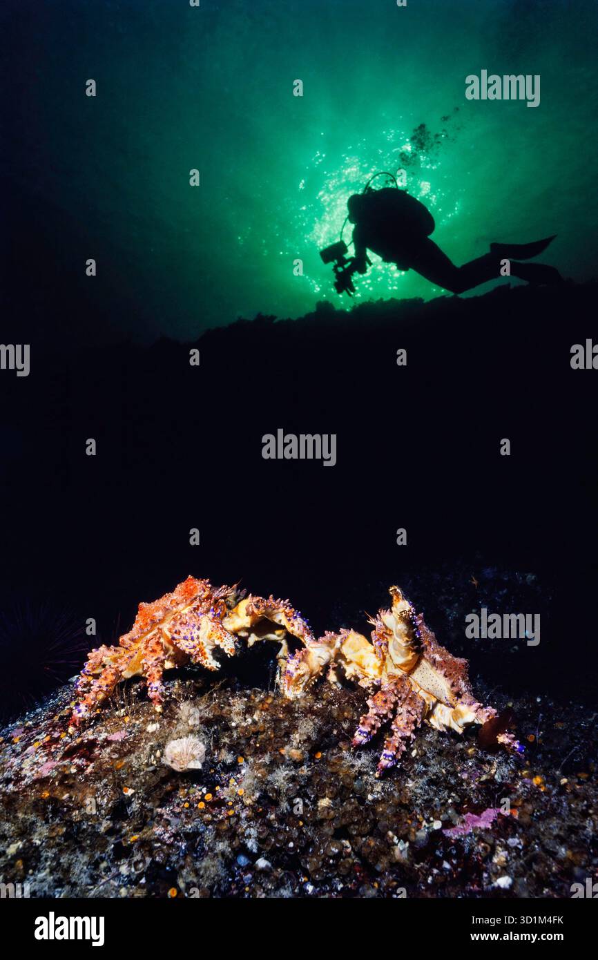 Cette photographie sous-marine capture des crabes royaux du Puget Sound ; Lopholithodes mandtii, sous un plongeur avec autorisation de modèle explorant le froid et les nutriments Banque D'Images