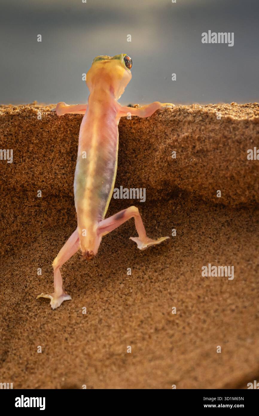 Photographie de paysage areal du désert du Namib en Namibie, Afrique australe Banque D'Images
