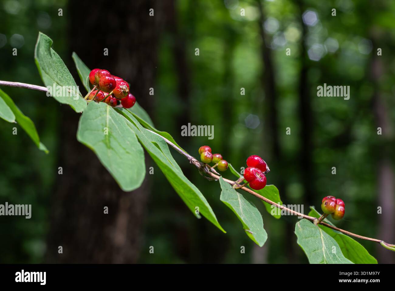 Des grappes vibrantes de baies rouges apparaissent sur Lonicera xylosteum entourées d'un riche feuillage vert dans une forêt sereine à la fin des mois d'été. Banque D'Images