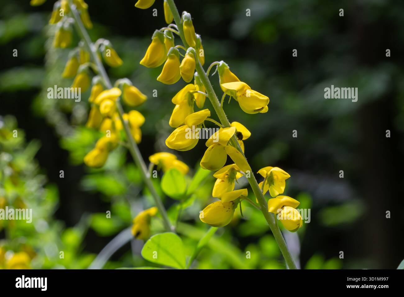 Les fleurs jaune vif de Lembotropis nigricans prospèrent au milieu d'un riche feuillage vert mettant en valeur leur beauté dans un cadre naturel serein au printemps Banque D'Images