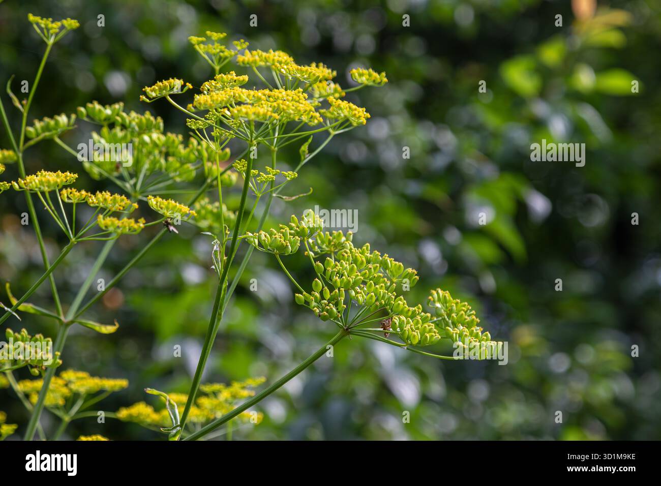 La grande plante de fenouil affiche des grappes de fleurs jaunes dans un jardin créant un visuel frappant au milieu d'un riche feuillage vert tout en émettant un anis doux fr Banque D'Images