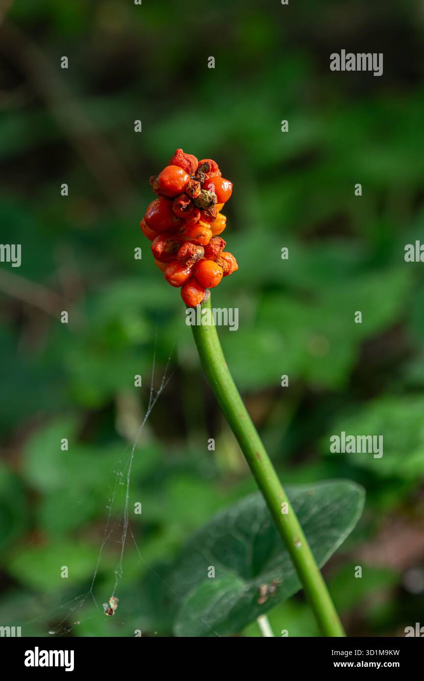 Les baies rouges vives d'Arum maculatum se distinguent sur fond de riche feuillage vert mettant en valeur un cadre boisé de beauté naturelle unique comme tran d'été Banque D'Images