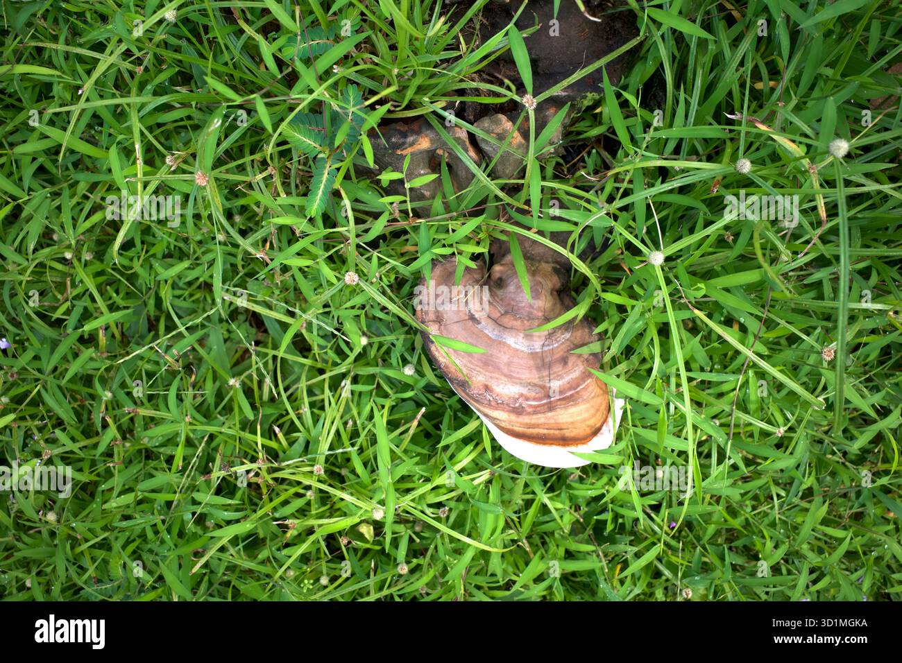 Champignon Ganoderma lucidum, Lingzhi ou Reishi pour herbes ou médecine alternative. Banque D'Images