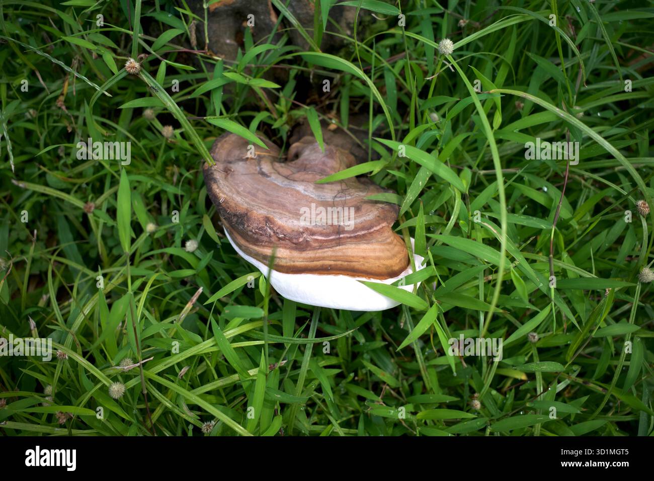 Champignon Ganoderma lucidum, Lingzhi ou Reishi pour herbes ou médecine alternative. Banque D'Images