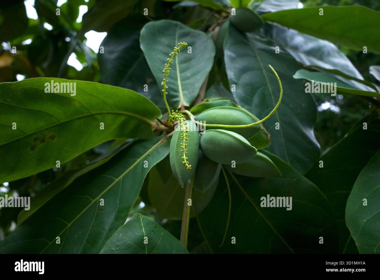 Amande indienne, amande de plage (Terminalia catappa) fruits verts et fleurs. Mise au point peu profonde. Banque D'Images