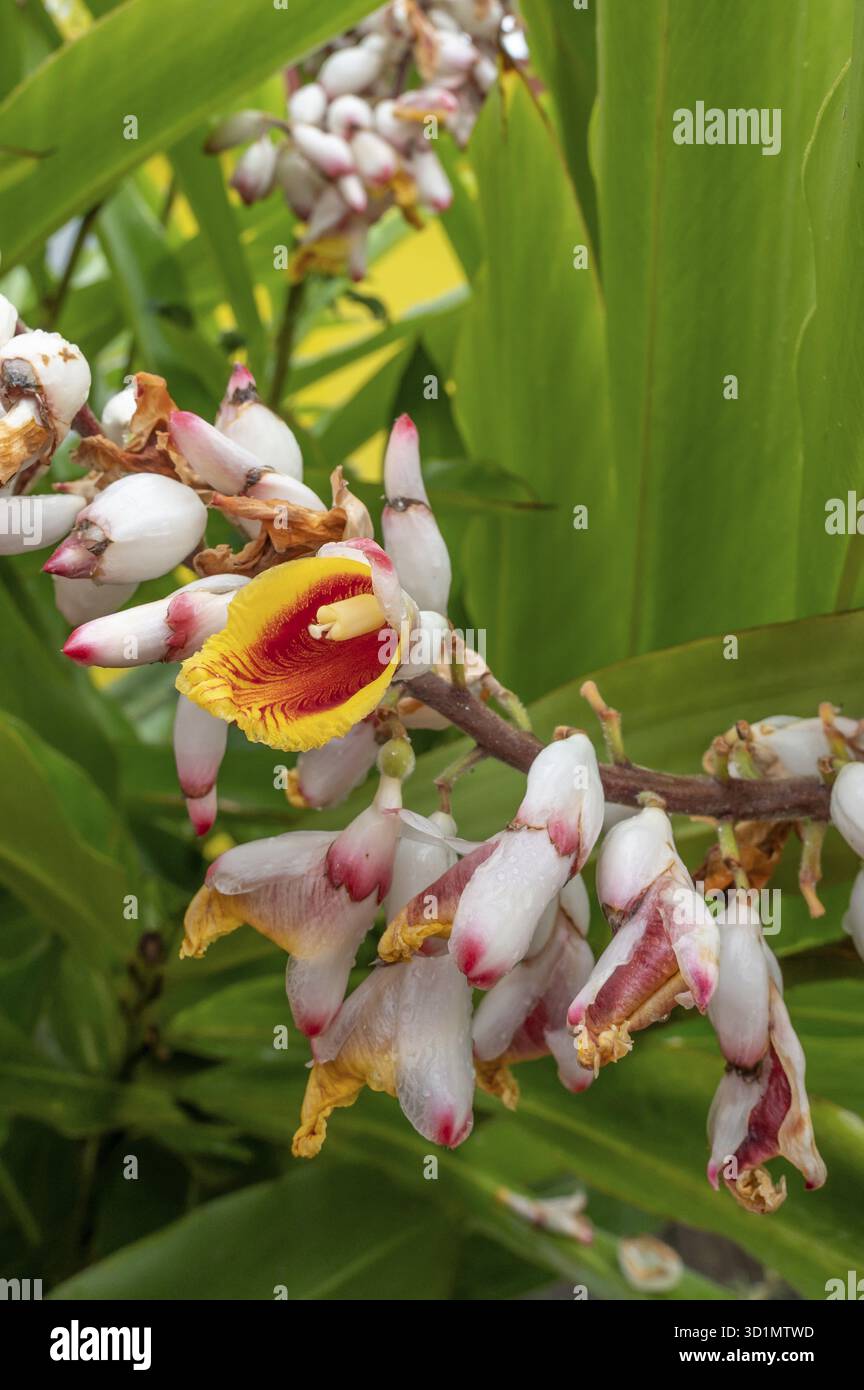Gros plan d'inflorescences de gingembre rouge (Alpinia purpurata) avec des bractées blanc-rose accrocheuses et une lèvre jaune-rouge, sur fond de grandes couleurs vives Banque D'Images