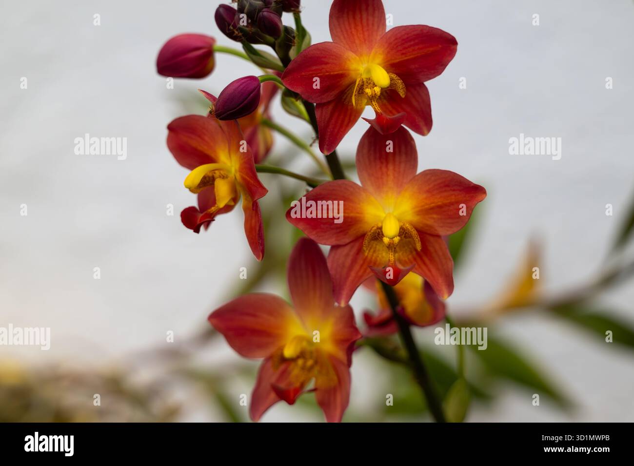 Orchidées colorées et belles au sol (Spathoglottis plicata) en pleine floraison dans le jardin. Banque D'Images