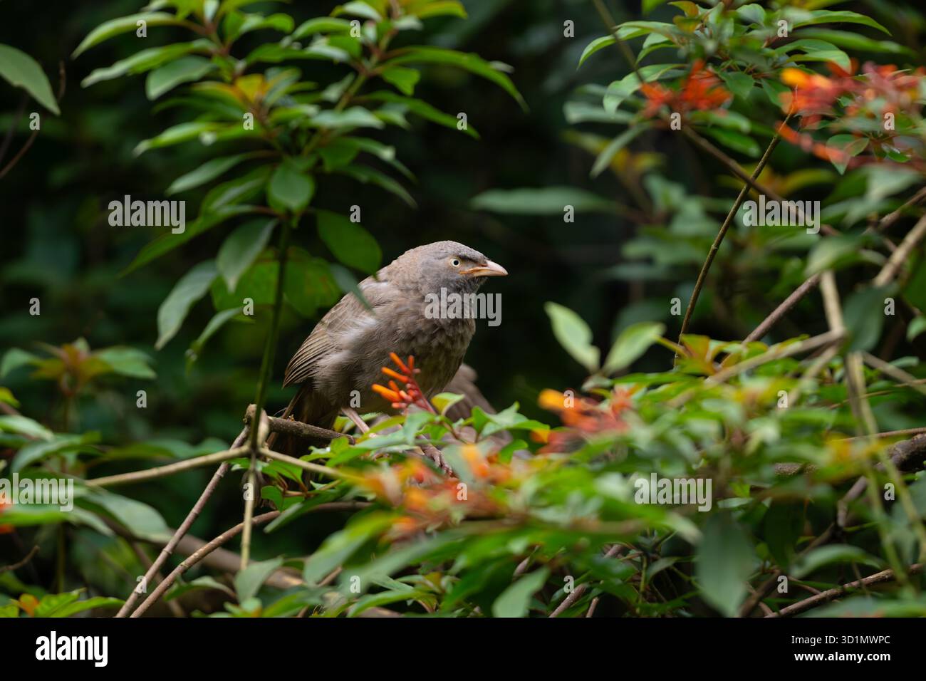 Gros plan d'un babbler de la jungle (Argya striata), perché au milieu d'un feuillage luxuriant dans le jardin et regardant loin. Banque D'Images
