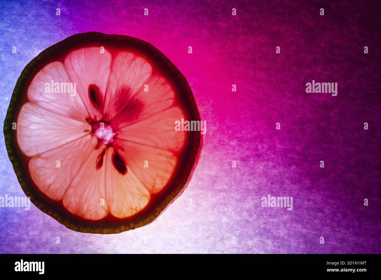 Une fine coupe de citron macro capture, coloriement éclairé et rétro-éclairé Banque D'Images