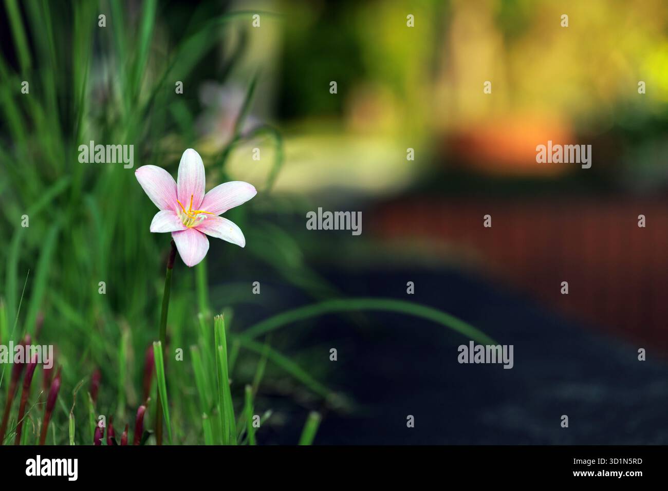 Une pluie rose solitaire lilly prospère au milieu de l'herbe haute et déchiquetée d'un remblai dans un parc public. Scène définie sur un arrière-plan de couleurs d'automne bokeh. Banque D'Images
