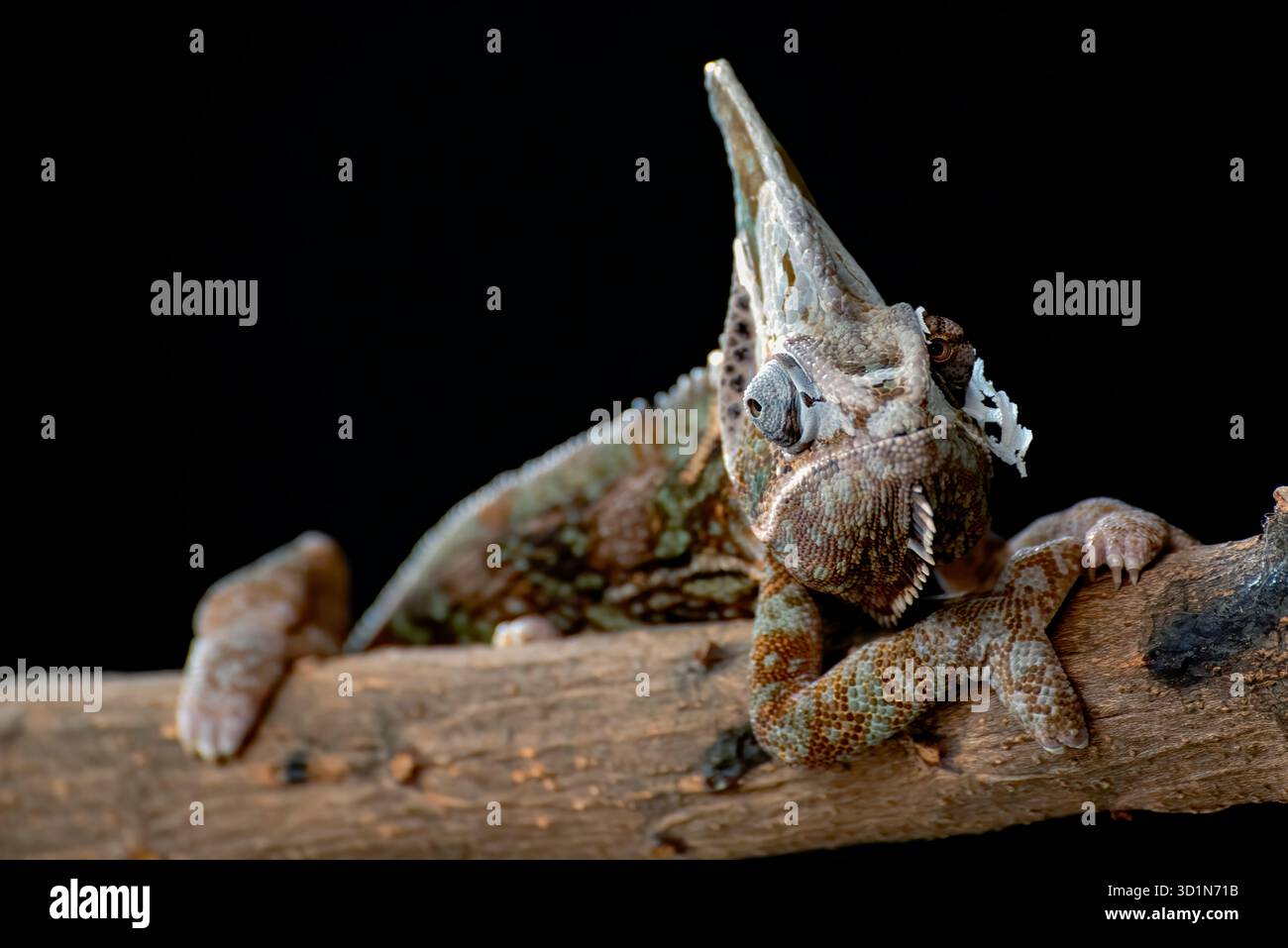Caméléons voilés mâles prêts à muer leurs peaux Banque D'Images