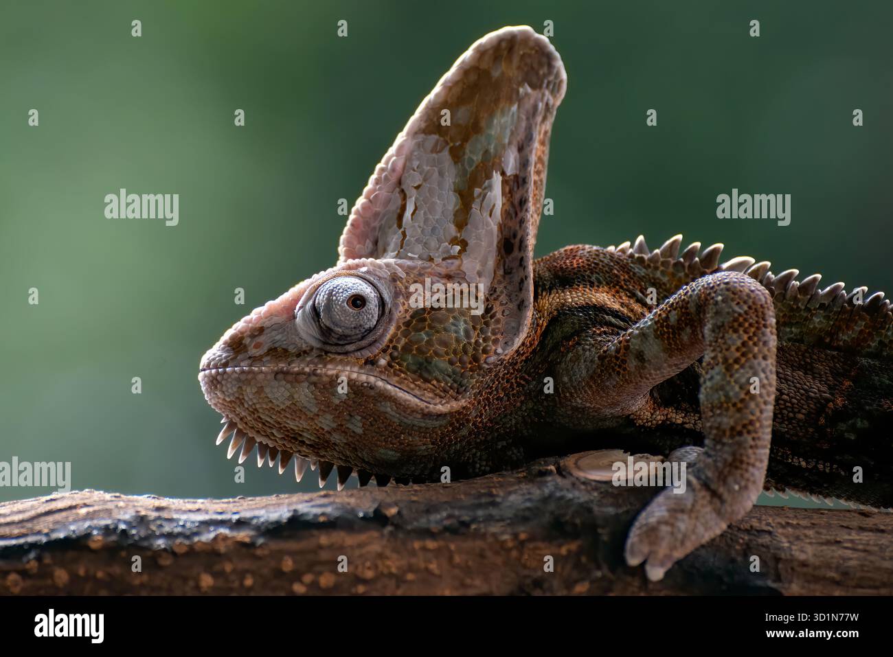 Caméléons voilés mâles prêts à muer leurs peaux Banque D'Images