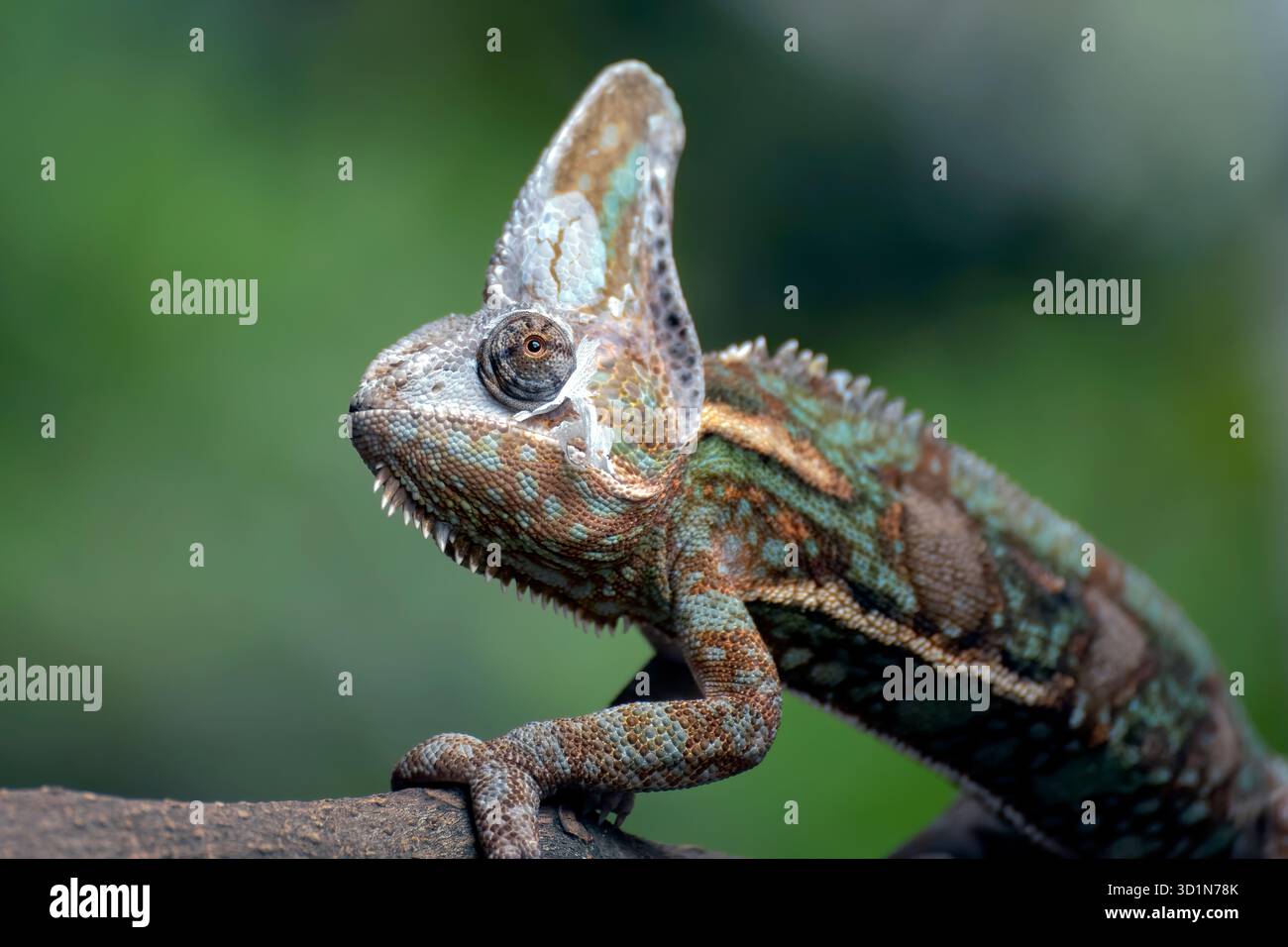 Caméléons voilés mâles prêts à muer leurs peaux Banque D'Images