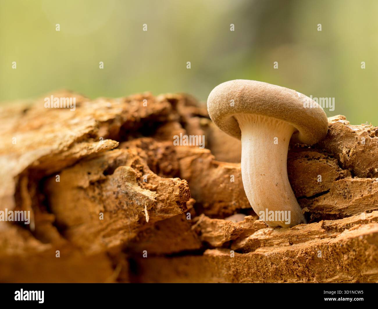 Pleurote (Pleurotus ostreatus) Banque D'Images