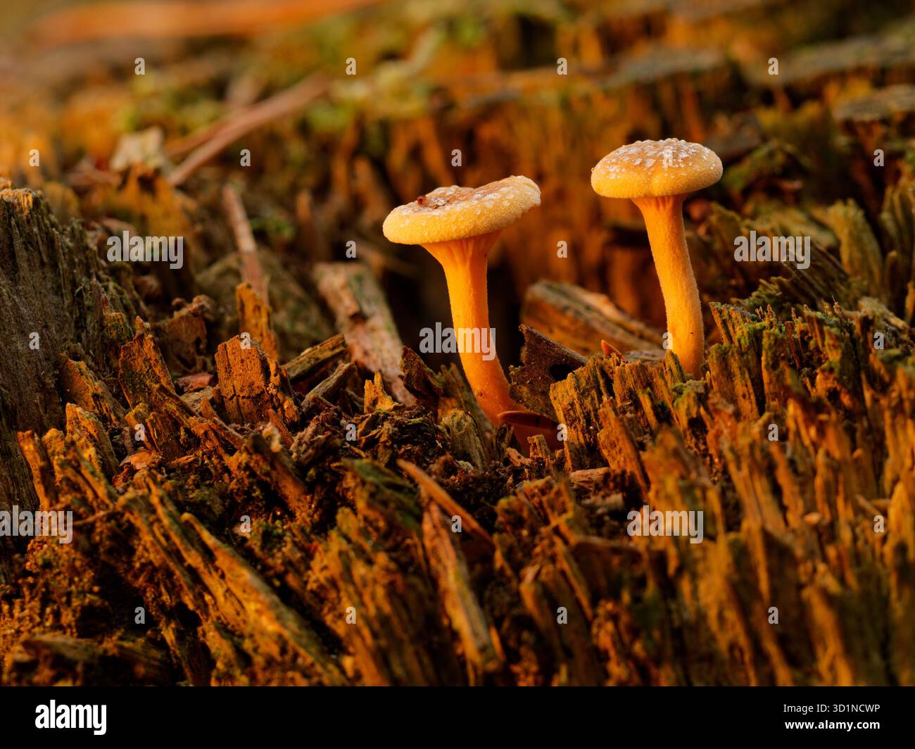 Fausse Chanterelle (Hygrophoropsis aurantiaca) Banque D'Images