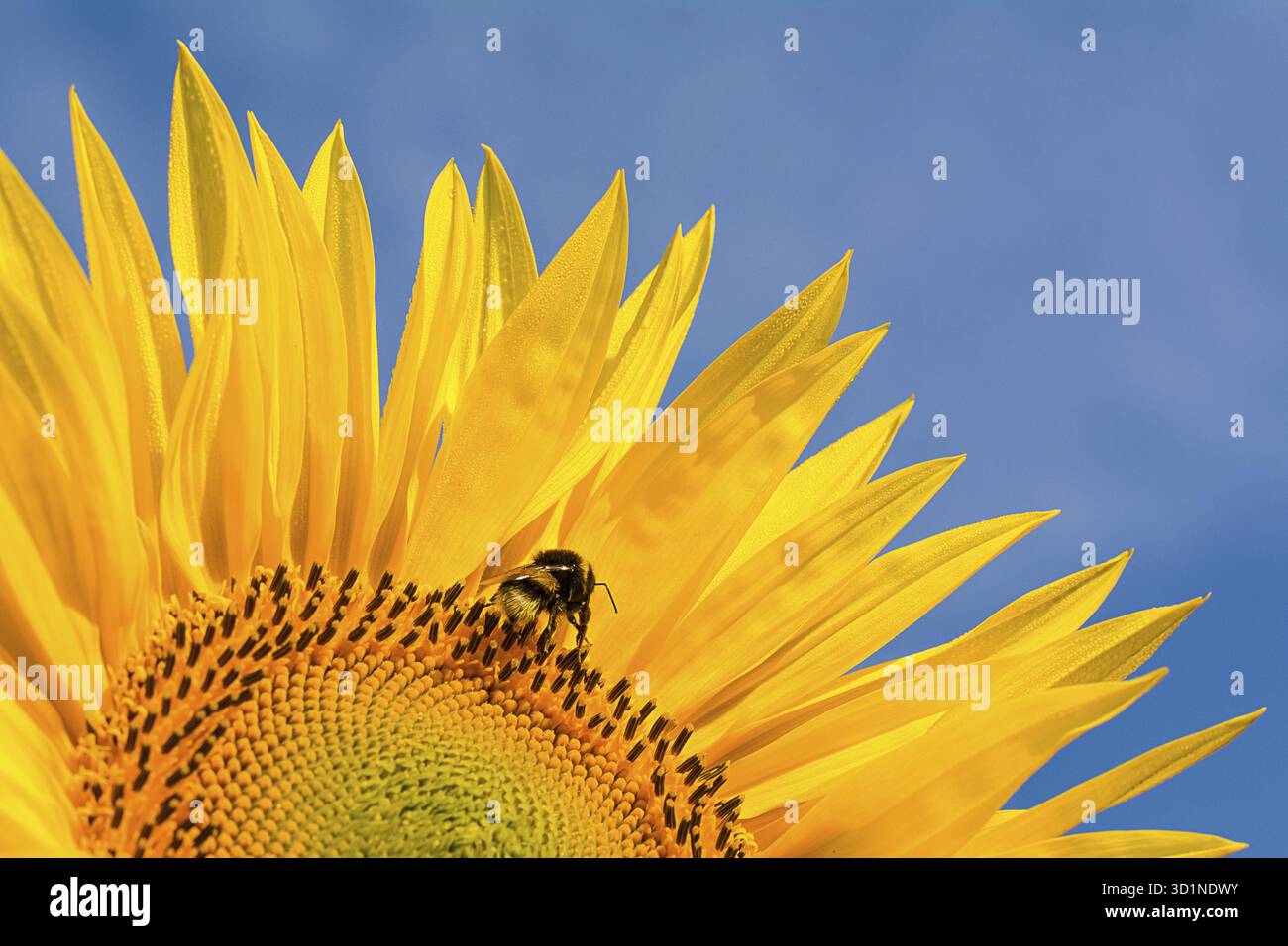 Partie tournesol avec un bourdon il y a un ciel bleu en arrière-plan Banque D'Images