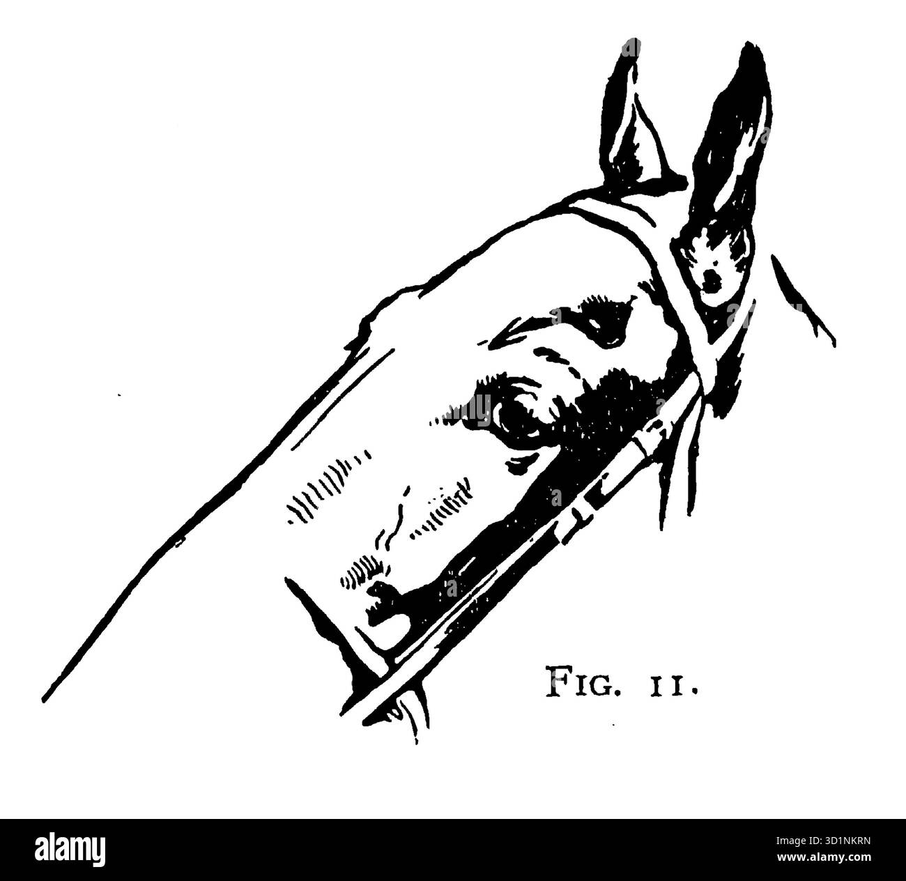 Etude de la tête d'un cheval dessin et anatomie d'un animal par EDWIN NOBLE date de publication 1928 Editeur B. T. BATSFORD, LTD. Banque D'Images