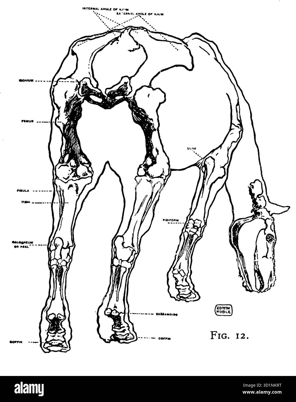 Squelette d'un cheval dessin animal et anatomie par EDWIN NOBLE date de publication 1928 EDITEUR B. T. BATSFORD, LTD. Banque D'Images