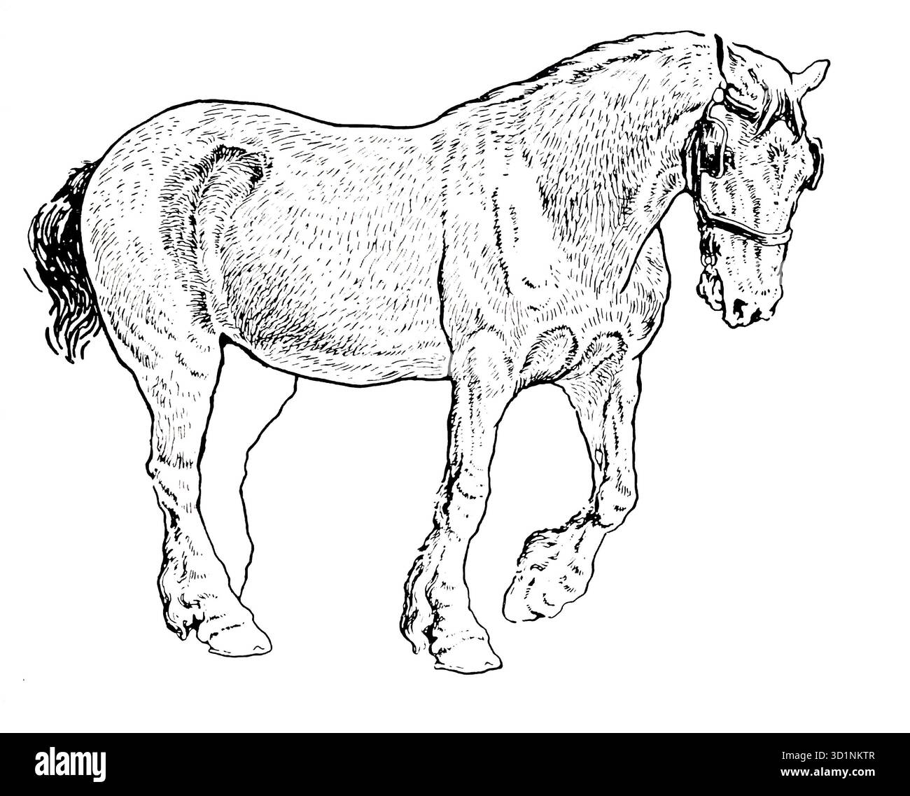 MONTRANT LA DIRECTION DES TRACTS DE CHEVEUX dessin animal et anatomie par EDWIN NOBLE date de publication 1928 Éditeur B. T. BATSFORD, LTD. Banque D'Images