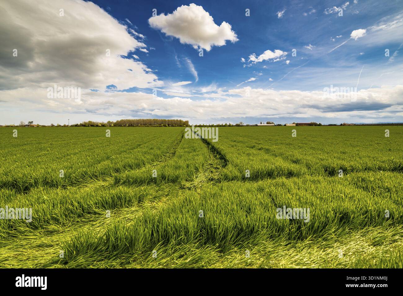 Les sillons de roues en vert les champs cultivés Banque D'Images
