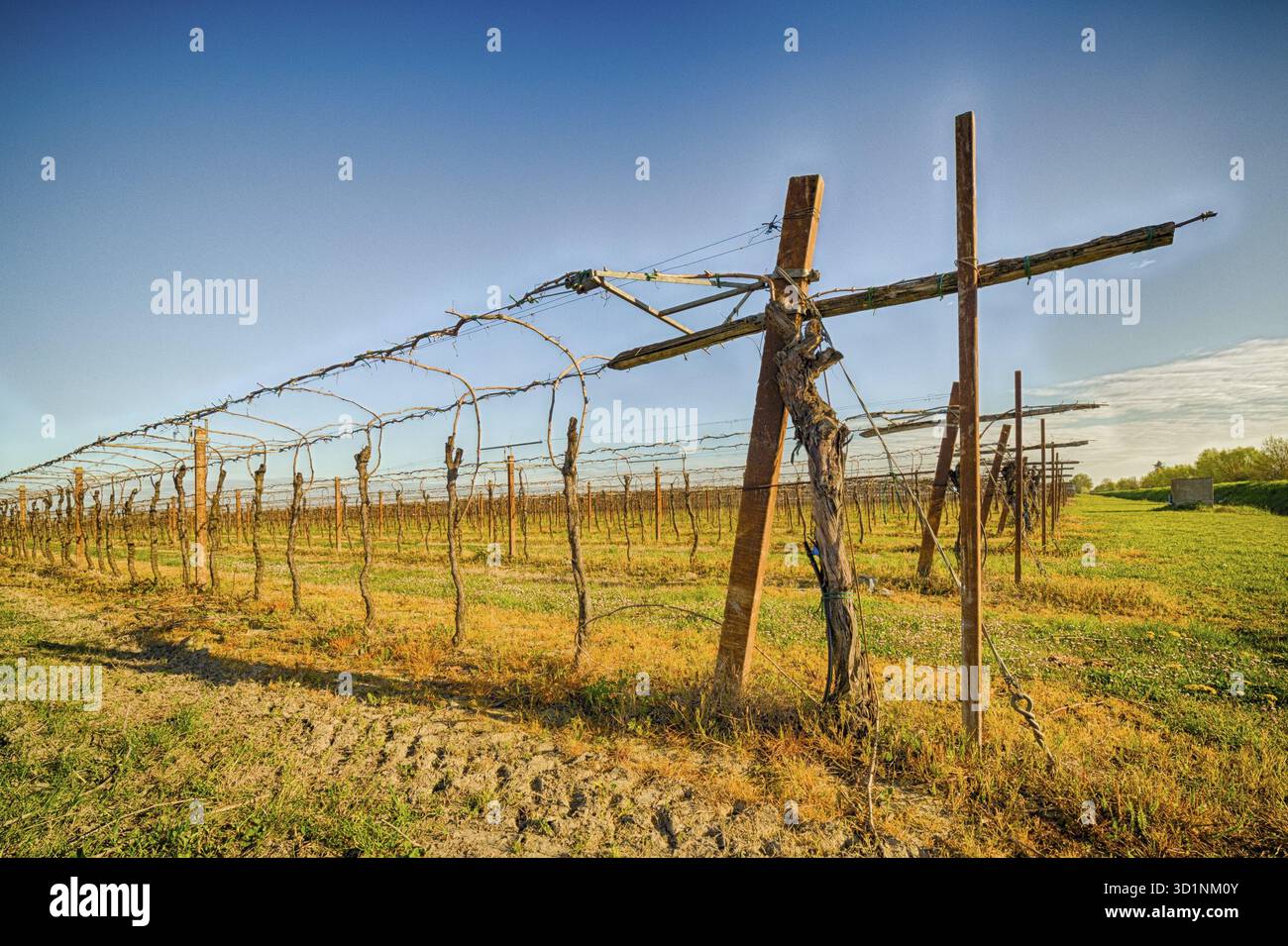 Rangées de jeunes vignes cultivées en agriculture traditionnelle dans la campagne de Romagne en Italie Banque D'Images