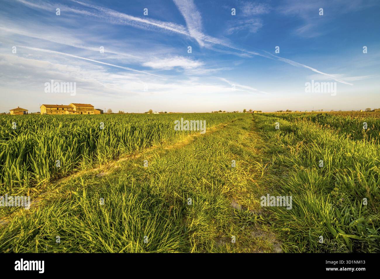 Les sillons de roues en vert les champs cultivés Banque D'Images