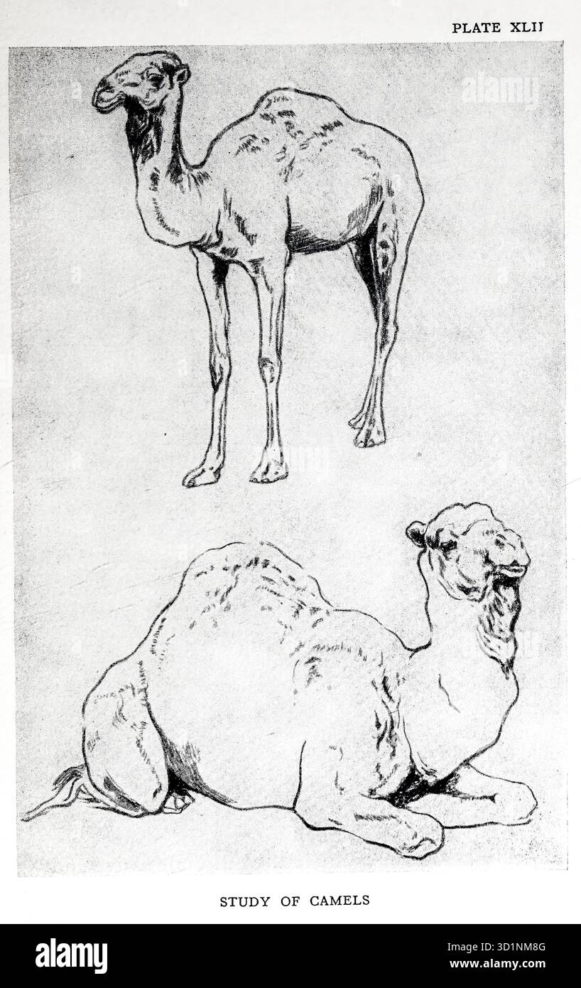 Arabian Camel animal Drawing and Anatomy par EDWIN NOBLE date de publication 1928 Editeur B. T. BATSFORD, LTD. Banque D'Images