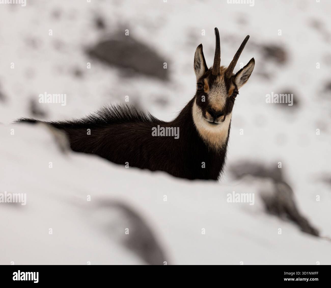 Un chamois alpin solitaire jette un coup d'œil sur une crête enneigée dans les Alpes autrichiennes. Capturée dans la lumière naturelle de l’hiver, l’image met en valeur le gaz d’alerte de l’animal Banque D'Images