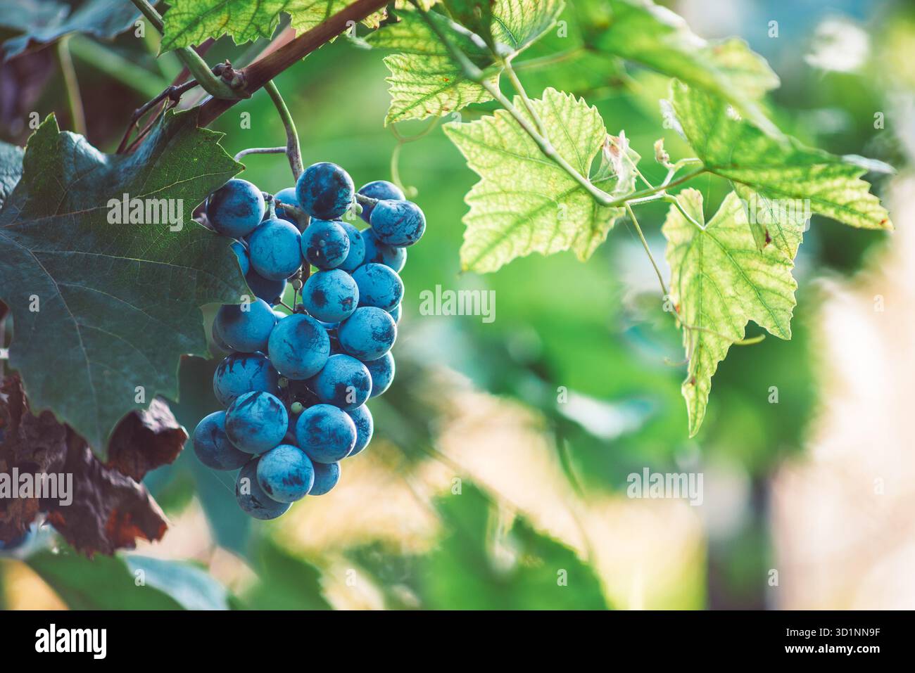 Raisin de vigne bleu dans le vignoble. Raisins pour faire du vin rouge dans la récolte. Vue détaillée d'une vigne gelée dans un vignoble en automne, Hongrie Banque D'Images
