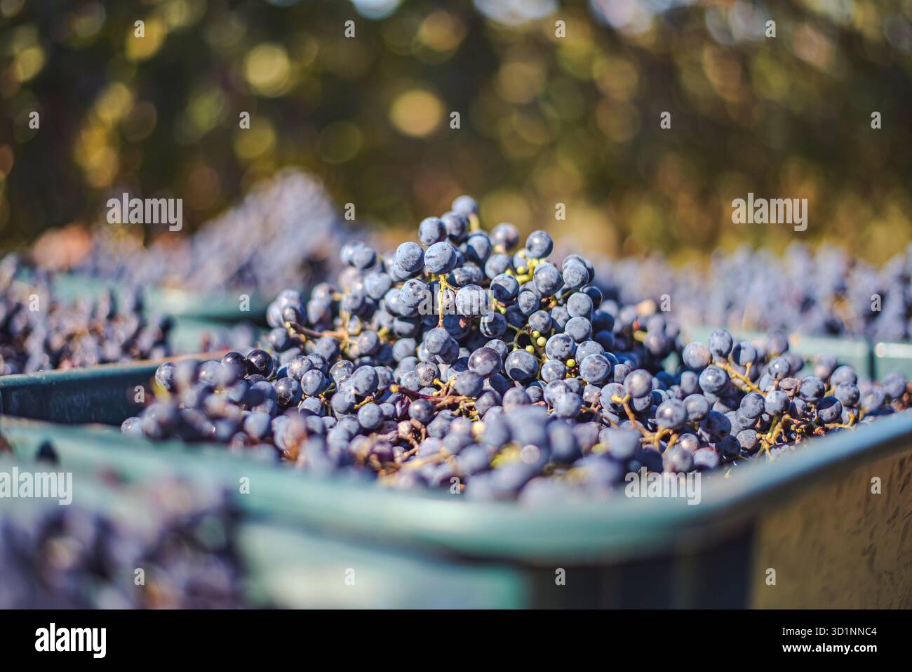 Raisins de vigne bleus. Raisins pour faire du vin rouge dans la caisse de récolte. Vue détaillée d'une vigne dans un vignoble en automne, Hongrie Banque D'Images