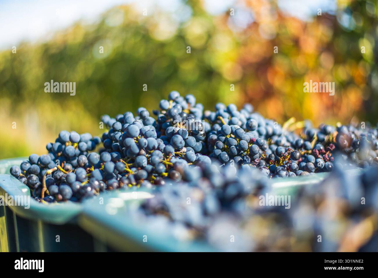 Raisins de vigne bleus. Raisins pour faire du vin rouge dans la caisse de récolte. Vue détaillée d'une vigne dans un vignoble en automne, Hongrie Banque D'Images