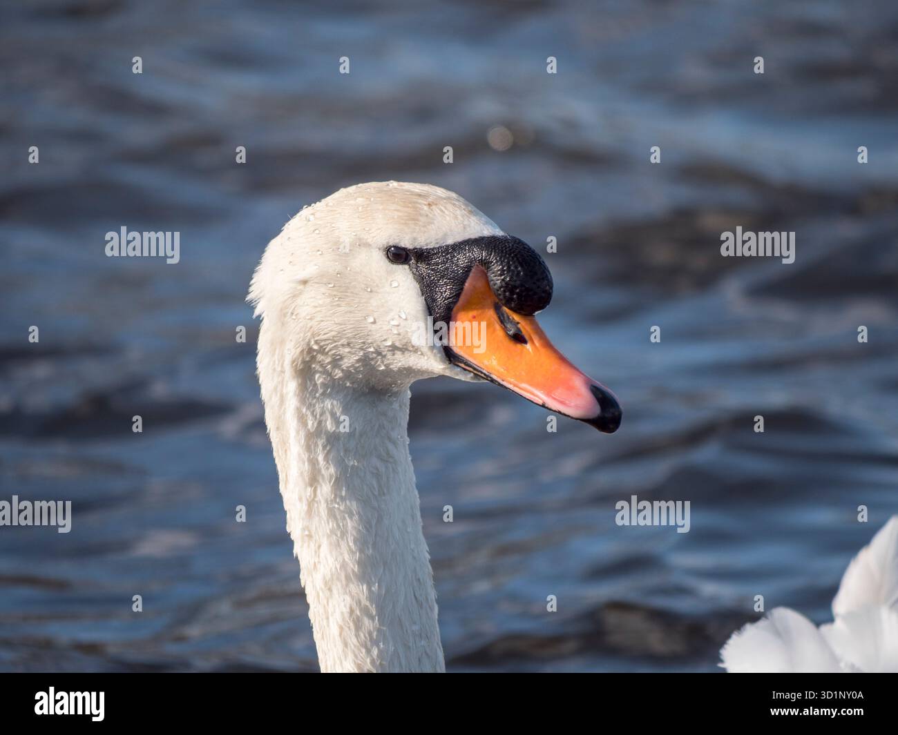 Gros plan d'une tête de cygne (Cygnus olor) en nageant dans un lac à Bushy Park, Londres, Royaume-Uni. Banque D'Images